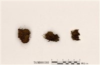 藏品(變齒苔屬)的圖片